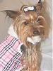 Post Your Yorkie With Isabels Bows-dscf6716s.jpg