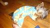 Puppy PJ's!!!  Everyone Share!!-pocomutt1.jpg