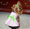 Lacy got a new Chloe Bella dress today!-picnic-dress2.jpg