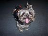 Jaxon's Halloween Pocomutt Harness-pocomutt.jpg