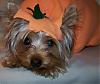 Pia, Trixie, Paisley and Snoot wish everyone a Happy Howl-O-Ween!!-21-520-x-435-.jpg