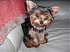 Gypsy is 4 months old!-picture080-2.jpg