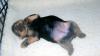 Updated puppy pictures-cimg0913.jpg