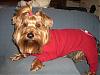 Puppy PJ's!!!  Everyone Share!!-cimg4253.jpg