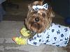 Puppy PJ's!!!  Everyone Share!!-cimg4109.jpg