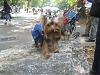 Central Park County Dog Fair-park5.jpg