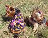 Lacy & Rylie dressed up for Weiner Fest-weiner-fest-lacy-rylie3.jpg