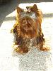 Chocolate Yorkie  Cocoa Mokah 10 months old today!!!!!-mok101607-2-450-x-600-.jpg