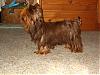 Chocolate Yorkie  Cocoa Mokah 10 months old today!!!!!-mok101607-3-600-x-450-.jpg