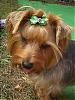 Brownie with his new bows !! "WARNING tons of pics"-small7420.jpg