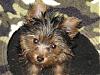 OH MY!!! Get ready for CUTENESS Overload!!!-mav-brooklyn-101807-018.jpg