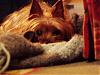 Senior or older yorkies here?-toby-b-day6.jpg