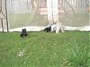 First day out in the back yard!!-dsc00002a.jpg