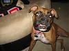 her new best friend is a Boxer....-img_6779.jpg