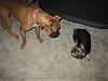 her new best friend is a Boxer....-img_6786.jpg