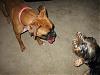 her new best friend is a Boxer....-img_6789.jpg