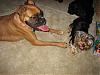 her new best friend is a Boxer....-img_6793.jpg