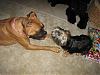 her new best friend is a Boxer....-img_6794.jpg