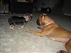 her new best friend is a Boxer....-img_6797.jpg