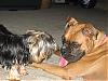 her new best friend is a Boxer....-img_6801.jpg