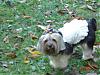 Pictures of Sophie with her new Good Earth Dog clothes.-58535675.jpg