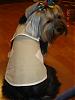 Pictures of Sophie with her new Good Earth Dog clothes.-58535636.jpg