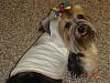 Pictures of Sophie with her new Good Earth Dog clothes.-58535645.jpg