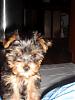 New to YorkieTalk...-dsc01030.jpg