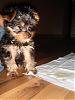 New to YorkieTalk...-dsc01027.jpg