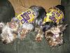 Look at these LSU tigers-tocuhdown-50.jpg