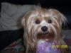 My yorkie Family-brittany1.jpg