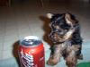 My yorkie Family-bandit-day-1-new-home.jpg