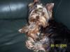 My yorkie Family-bandy-boy.jpg