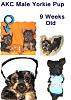 OOOOOHHH!!!  Look at my PUPPY COLLAGES!!!-cbcollage9wks-426-x-600-.jpg