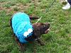 Doggy Halloween Parade!!-cookie-monser_oct-07.jpg