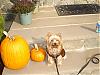 Doggy Halloween Parade!!-little-pumpkin-poser_oct-07.jpg