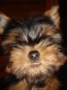 More pictures of Oliver!-dsc00447.jpg