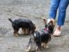 Yorkies Take On New York City!-img_2571.sized.jpg