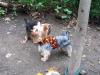 Yorkies Take On New York City!-img_2619.sized.jpg