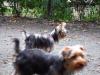 Yorkies Take On New York City!-img_2623.sized.jpg