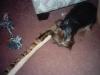 Tucker Took Down A Snake!!!!!-snake-005.jpg