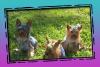 Playing in the grass...-three-doggies.jpg