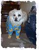 Our POcoMutt Pjs !! Thanks Sonja !-imagxcxe6.jpg