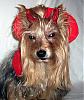 The Devil Inside - Tucker's Halloween Costume-devil_dog3.jpg