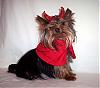 The Devil Inside - Tucker's Halloween Costume-picture-040.jpg