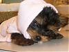 let's see your "it's tough being a puppy" pictures-chanel-robe.jpg