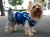 Yorkies Take On New York City!-img_2651.sized.jpg