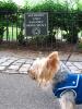 Yorkies Take On New York City!-img_2652.sized.jpg