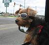 bobo and his Doggles-bobo-doggles1.jpg