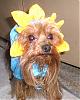 My Babies In Their Halloween Costumes! Cute!-halloweencostumesfurkids2007-032.jpg